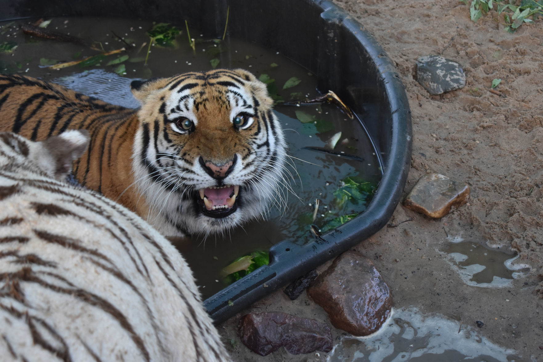 Zeya the tiger roars